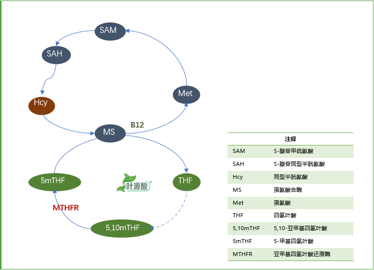 genotype MTHFR ເຮັດໃຫ້ເກີດຄວາມຜິດປົກກະຕິຂອງ metabolism folate ແລະກົນໄກຂອງພະຍາດທີ່ກ່ຽວຂ້ອງ