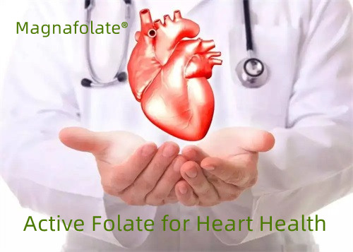 Active Folate ສໍາລັບສຸຂະພາບຫົວໃຈ