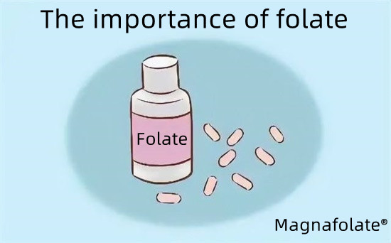 ຄວາມສໍາຄັນຂອງ folate-Magnafolate