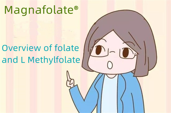 ພາບລວມຂອງ folate ແລະ L Methylfolate