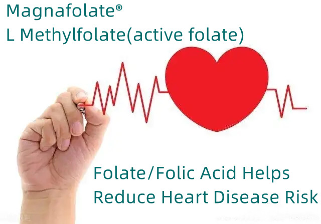 Folate/Folic Acid ຊ່ວຍຫຼຸດຄວາມສ່ຽງພະຍາດຫົວໃຈ