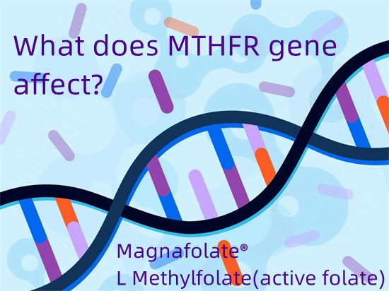 gene MTHFR ມີຜົນກະທົບແນວໃດ?