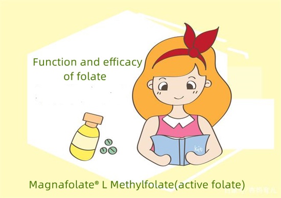 ຫນ້າທີ່ຂອງ folate ມີຫຍັງແດ່?