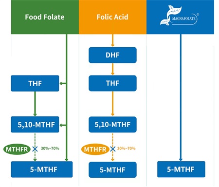 5-methyltetrahydrofolate ແມ່ນຫຍັງ?