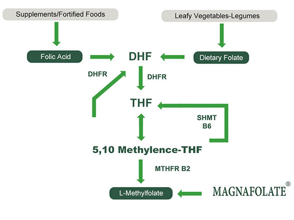 L-Methylfolate VS ອາຫານ Folate VS ອາຊິດໂຟລິກ