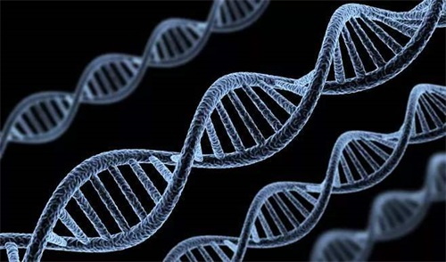 genotypes enzyme metabolizing folate ຜິດປົກກະຕິແມ່ນສາເຫດຕົ້ນຕໍຂອງຄວາມຜິດປົກກະຕິຂອງ metabolism folate