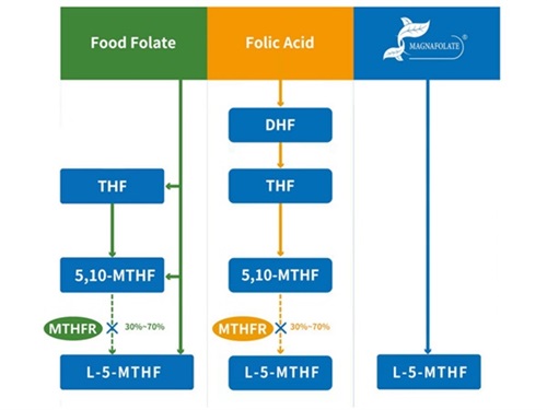 ແຄຊຽມ L-5-methyltetrahydrofolate VS ອາຊິດໂຟລິກ